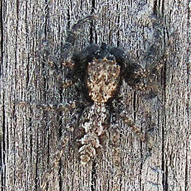 jumping spider Platycryptus californicus on sign, Winchester Lake, Grant County, Washington