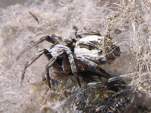 Dictyna reticulata on fence, Winchester Lake, Grant County, Washington