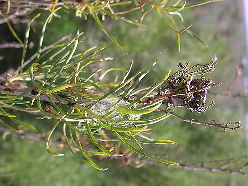 jumping spider retreat on green rabbit brush, Winchester Lake, Grant County, Washington