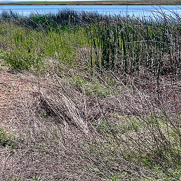 riparian meadow, Winchester Lake, Grant County, Washington