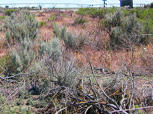 sagebrush, Winchester Lake, Grant County, Washington