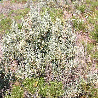 sagebrush, Winchester Lake, Grant County, Washington