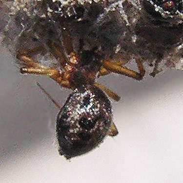 Lepthyphantes tenuis on fence, Winchester Lake, Grant County, Washington