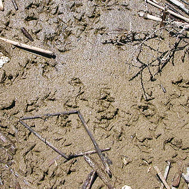 bird tracks, shore of Winchester Lake, Grant County, Washington