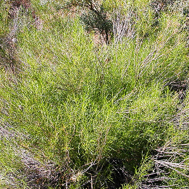 green rabbit brush Chrysothamnus viscidiflorus,  Winchester Lake, Grant County, Washington