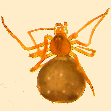 female spider Thymoites camano from fern foliage, Winston Creek Campground, south central Lewis County, Washington