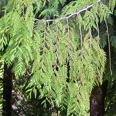 red cedar foliage Thuja plicata at Salkum Cemetery, Lewis county, Washington