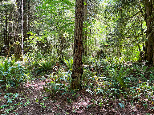 woods beside Salkum Cemetery, Lewis County, Washington