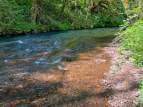 creek bank at edge of Winston Creek Campground, south central Lewis County, Washington