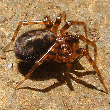 juvenile Cybaeus spider from under stream cobble, Winston Creek Campground, south central Lewis County, Washington