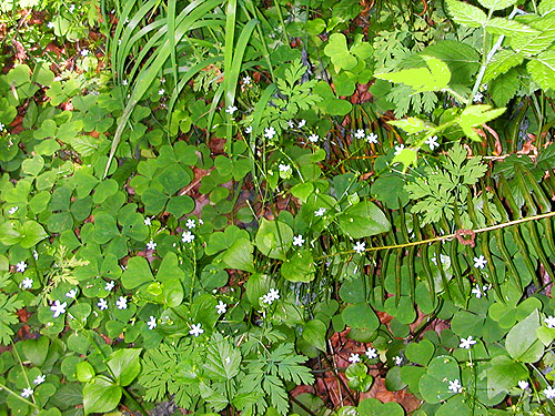 diverse understory herbs, Winston Creek Campground, south central Lewis County, Washington