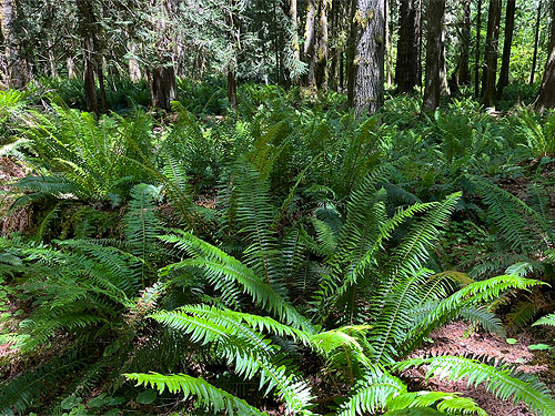 endless stand of forest understory sword fern, Winston Creek Campground, south central Lewis County, Washington