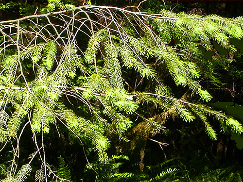 minimal Douglas-fir foliage by entrance of Winston Creek Campground, south central Lewis County, Washington