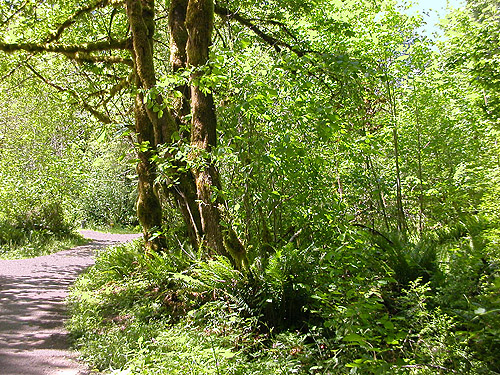 floodplain with maple, Winston Creek Campground, south central Lewis County, Washington