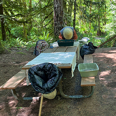 sifting litter and moss at picnic table, Winston Creek Campground, south central Lewis County, Washington