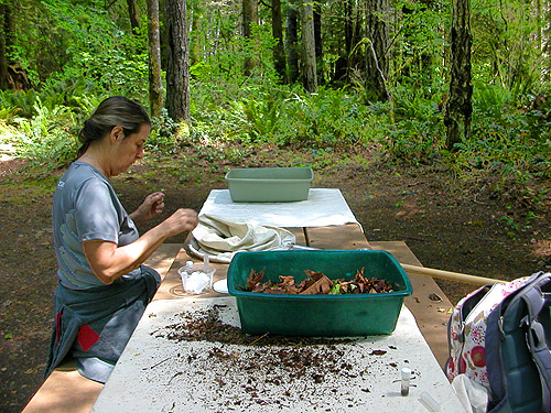 Kathy Whaley sorting beat sample at picnic table, Winston Creek Campground, south central Lewis County, Washington