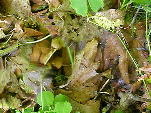 maple leaf litter, Winston Creek Campground, south central Lewis County, Washington