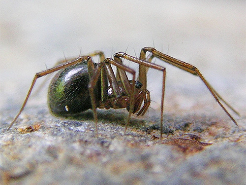 female spider Bathyphantes malkini on stream cobble, Winston Creek Campground, south central Lewis County, Washington