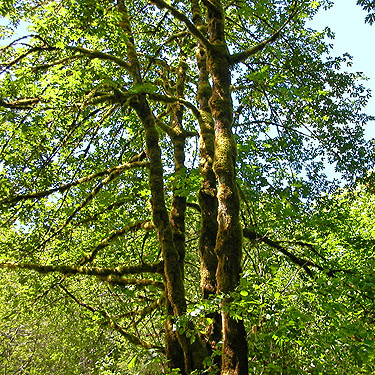 bigleaf maple, Winston Creek Campground, south central Lewis County, Washington