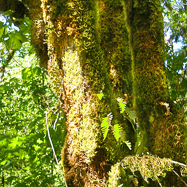 mossy maple trunk, Winston Creek Campground, south central Lewis County, Washington