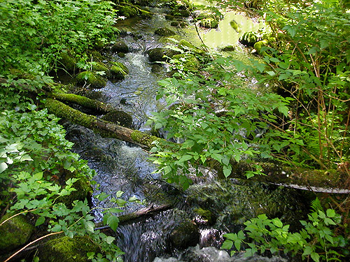 nameless tributary of Winston Creek, Lewis County, Washington