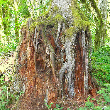 nurse stump, Winston Creek Campground, south central Lewis County, Washington