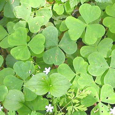 herb Oxalis oregana on forest floor, Winston Creek Campground, south central Lewis County, Washington