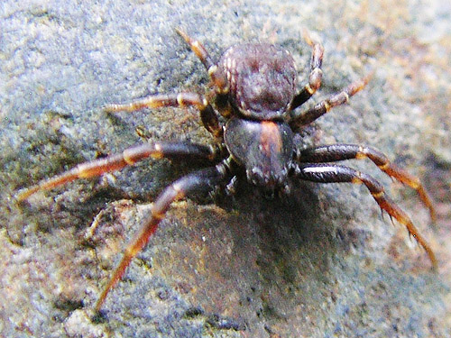 male Ozyptila pacifica crab spider on stream cobble, Winston Creek Campground, south central Lewis County, Washington