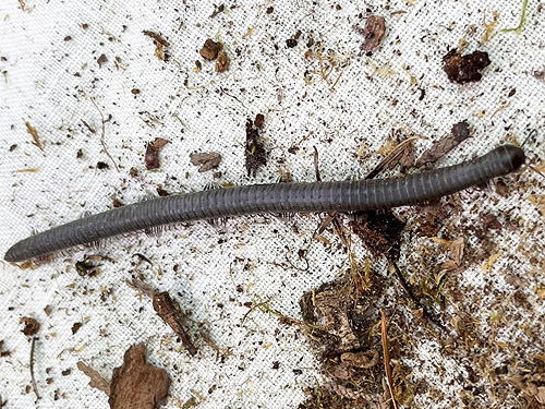 female paeromopodid millipede from moss, Winston Creek Campground, south central Lewis County, Washington