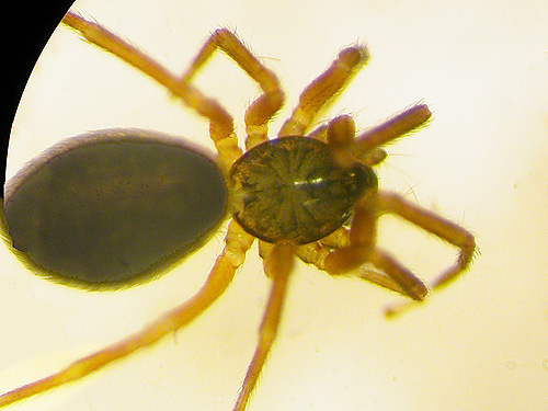 female micro-spider Agyneta perspicua from fern foliage, Winston Creek Campground, south central Lewis County, Washington