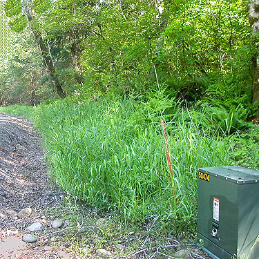 roadside grass by entrance of Winston Creek Campground, south central Lewis County, Washington