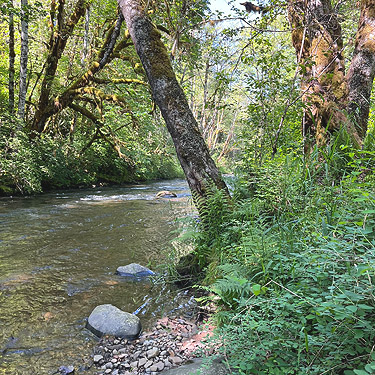 Winston Creek just west of Winston Creek Campground, south central Lewis County, Washington