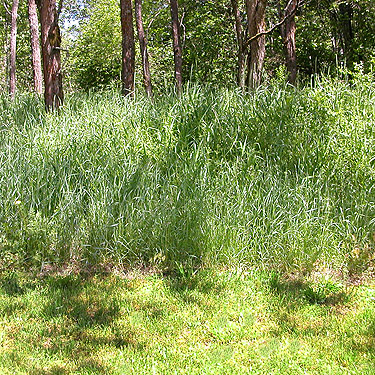 super-tall grass beside Salkum Cemetery, Lewis County, Washington