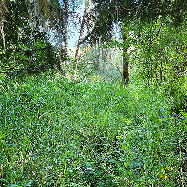 grassy swale beside Winston Creek, Winston Creek Campground, south central Lewis County, Washington