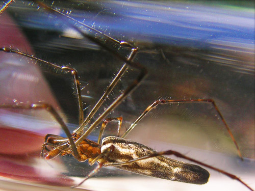 spider Tetragnatha versicolor from riparian grass, Winston Creek Campground, south central Lewis County, Washington