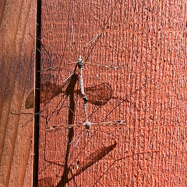 tipulidae crane flies on outhouse, Winston Creek Campground, south central Lewis County, Washington