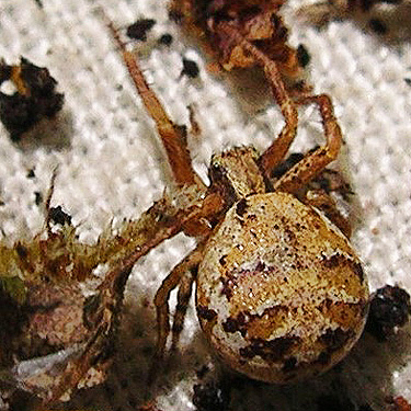 Xysticus crab spider from moss, Winston Creek Campground, south central Lewis County, Washington