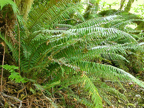 fern understory of woodland, Wishkah Unit, Olympic Wildlife Area, Grays Harbor County, Washington