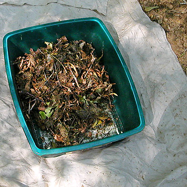 leaf litter in sifter, Wishkah Unit, Olympic Wildlife Area, Grays Harbor County, Washington