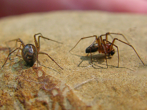 male and female Bathyphantes malkini under gravel bar rock, Wishkah Unit, Olympic Wildlife Area, Grays Harbor County, Washington