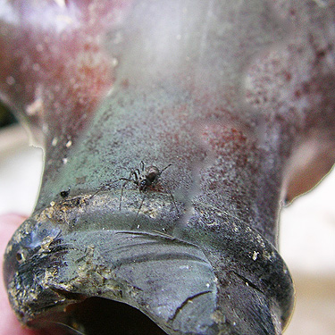 spider under piece of beer bottle on gravel bar, Wishkah Unit, Olympic Wildlife Area, Grays Harbor County, Washington