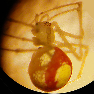 spider Theridion californicum from salal, St. John's (Wishkah) Cemetery, Grays Harbor County, Washington