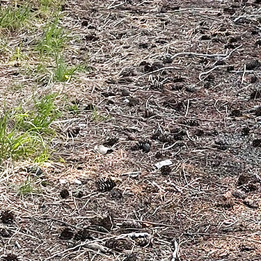 Douglas-fir cones, St. John's (Wishkah) Cemetery, Grays Harbor County, Washington