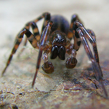 penultimate male Cybaeus reticulatus under gravel bar rock, Wishkah Unit, Olympic Wildlife Area, Grays Harbor County, Washington