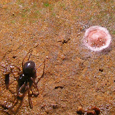 female Erigone spider with egg sac, Wishkah Unit, Olympic Wildlife Area, Grays Harbor County, Washington