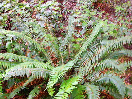 fern understory of fir forest, St. John's (Wishkah) Cemetery, Grays Harbor County, Washington