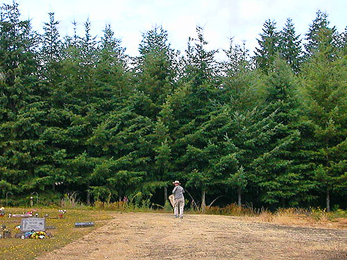 planted Douglas-firs on west side of St. John's (Wishkah) Cemetery, Grays Harbor County, Washington