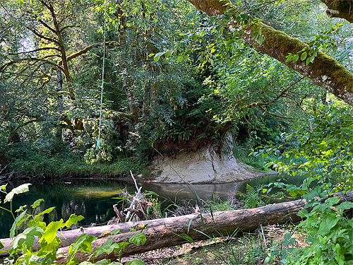 jungle-like riverbanks, Wishkah Unit, Olympic Wildlife Area, Grays Harbor County, Washington