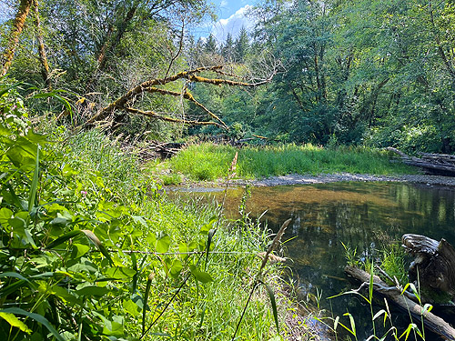 lush banks of the river, Wishkah Unit, Olympic Wildlife Area, Grays Harbor County, Washington