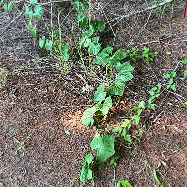 manroot vine in woodland, Wishkah Unit, Olympic Wildlife Area, Grays Harbor County, Washington